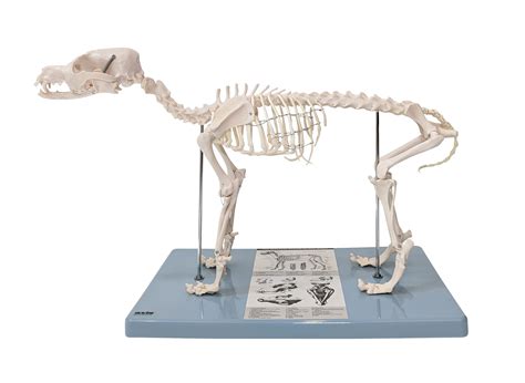 animal skeletons