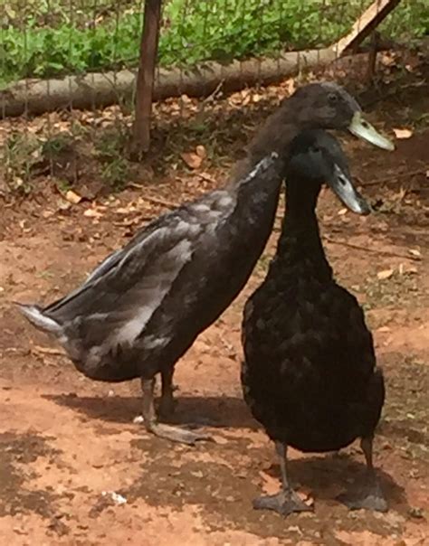Week Old Ducks Sex And Breed BackYard Chickens Learn How To Raise Chickens