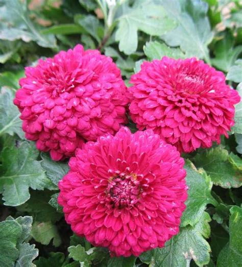 Самые красивые хризантемы в мире (+ Фото) Стр.1