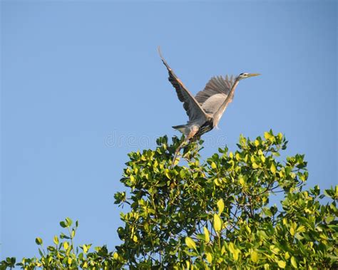 Great Blue Heron Takes Flight Stock Image - Image of blue, migratory ...