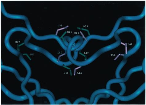 Close Up View Of The Dimerization Interface Showing Interactions Of