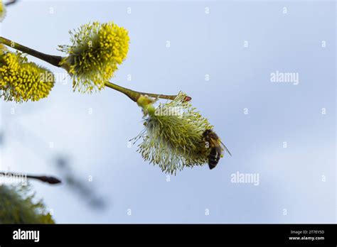 A Honey Bee Apis Mellifera Collecting Pollen From The Goat Willow Or Pussy Willow Salix