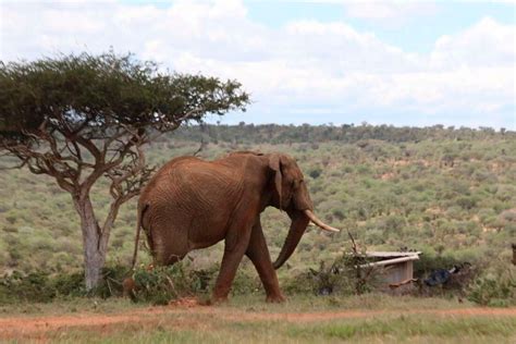Elephant Tramples Man To Death In Laikipia Daily Nation