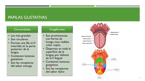 Perversi N Estaci N De Polic A Consenso Anatom A Del Sentido Del Gusto