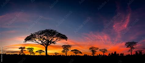 Panorama silhouette tree in africa with sunset.Tree silhouetted against ...