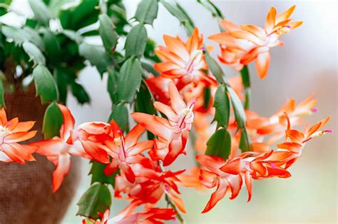 How To Care For Christmas Cactus Year Round So It Can Live 100 Years