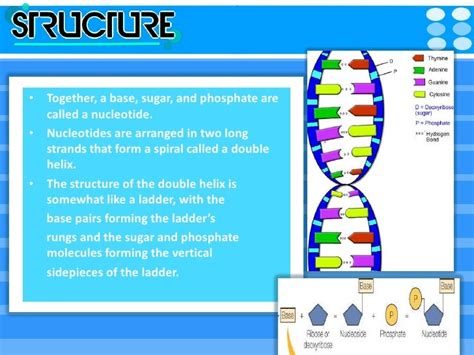 Dna structure and function