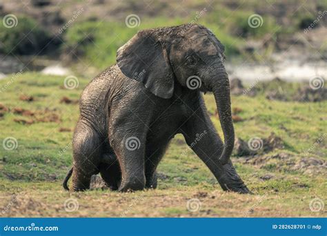 Baby African Bush Elephant Sits On Grass Stock Image Image Of African