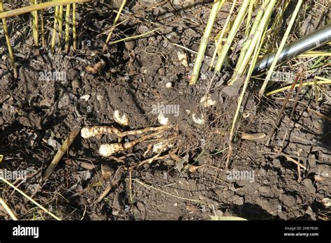 Topinambour Sunchoke As Root Ball Plant Stem Stock Photo Alamy