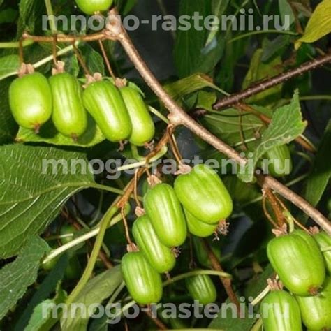 Саженцы Актинидия коломикта Сентябрьская купить по цене 1000 руб. в ...