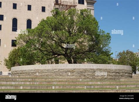 Survivor Tree at the Oklahoma City National Memorial is a memorial in ...