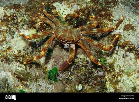 Crab Krabbe Brachyura Stock Photo Alamy