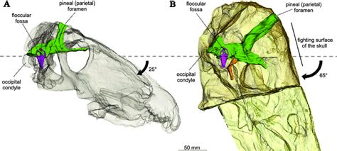The Semi Transparent Skulls Of Anteosaurus Magnificus Watson 1921 A