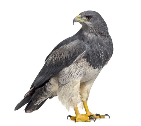 eagle definition  meaning collins english dictionary