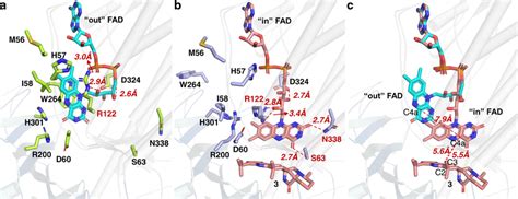 Structural Changes Of The Fad Binding Sites In Ctde Upon Substrate