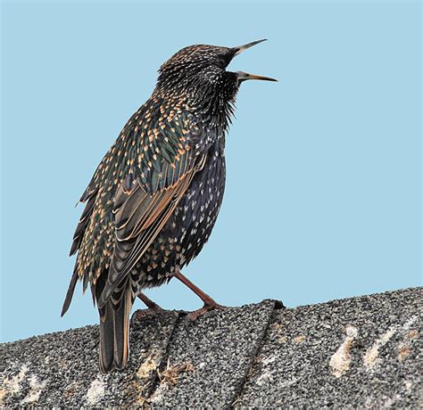 European Starling Nightmare | BirdNote