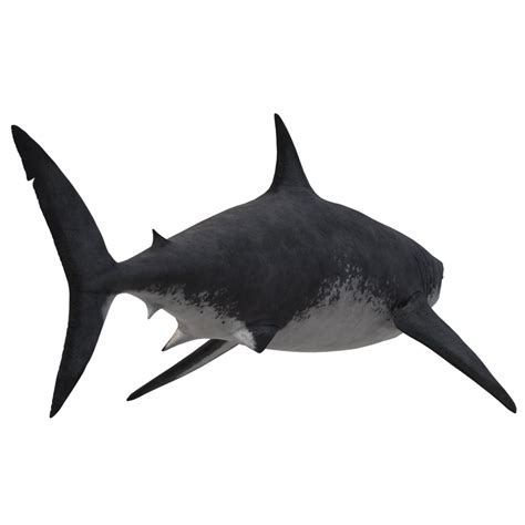 Swimming Shark Illustration 27257686 Png