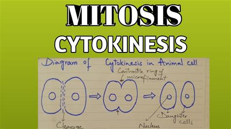 Cytokinesis Labeled