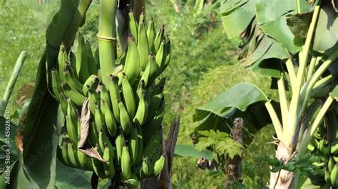 Bananas Growing On Tree With Copy Space A Bunch Of Bananas On The Tree