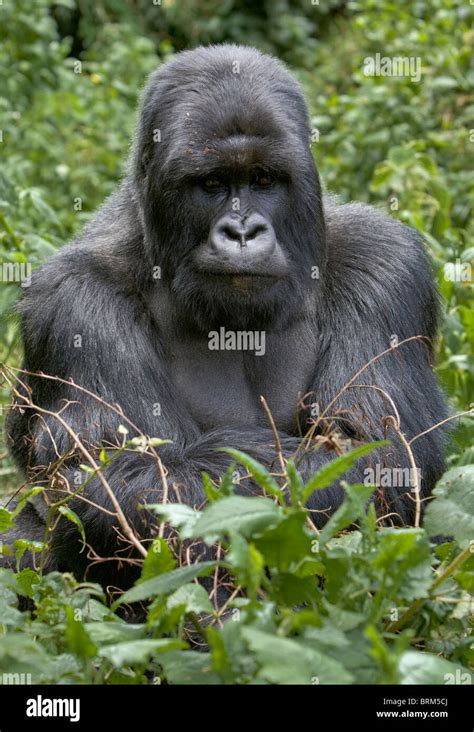 Gorilla Hi Res Stock Photography And Images Alamy