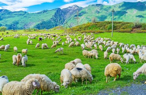 Las Ovejas En El Pasto Foto De Archivo Imagen De Turismo 78466166