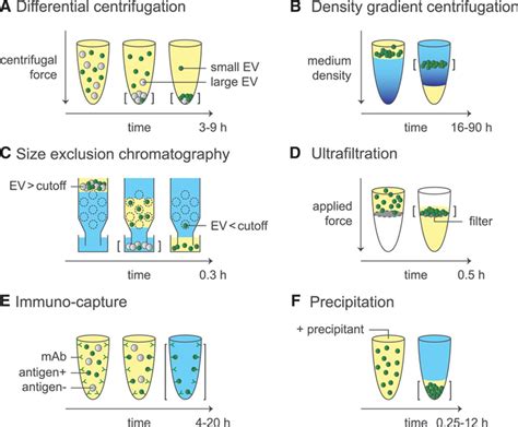 Methodological Guidelines To Study Extracellular Vesicles Exosome Rna