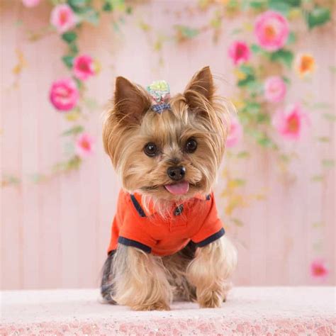 Why Are Yorkies So Expensive 9 Facts To Know About Them