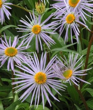 Aster Tong Napsbury Ditoplant Export B V