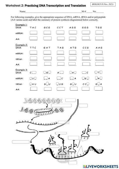 Transcription And Translation Coloring Worksheets Library