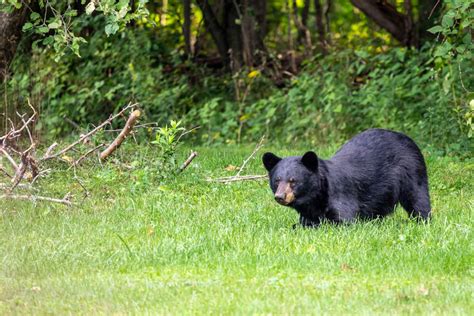 How Far Do Black Bears Travel In A Day?
