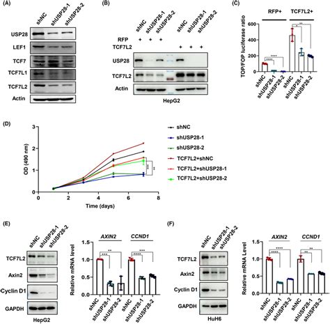 Ubiquitinspecific Protease Usp Positively Regulates Wnt