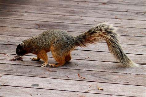 Big Cypress Fox Squirrel Big Cypress Fox Squirrel At Corks Flickr