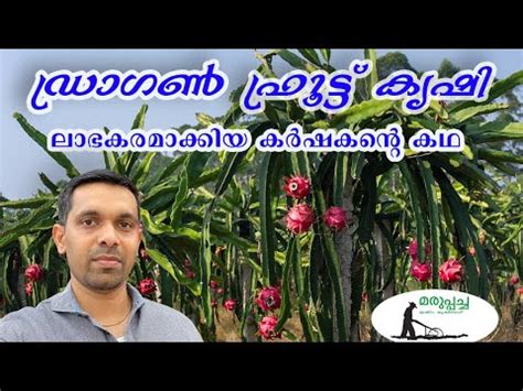 DragonFruit Farming How To Grow DragonFruit Dragonfruit Blooming And