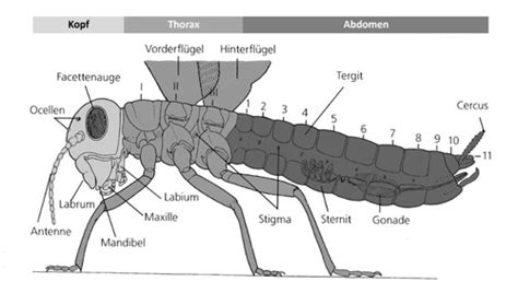 Insecta Karteikarten Quizlet