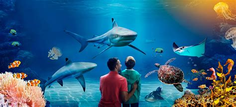 visit sea life blackpool aquarium