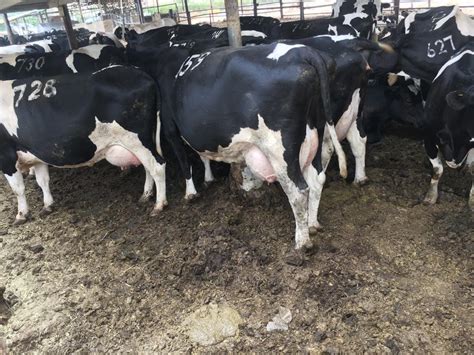 Livestock Kenya Starting A Successful Commercial Dairy Farming