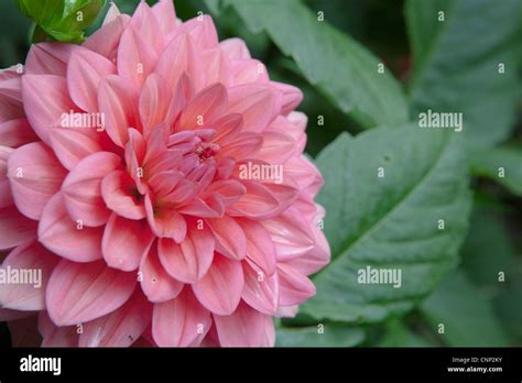 Dahlia Princesse Gracia Stock Photo Alamy