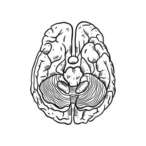 Ejemplo Del Cerebro Del Grabado Ilustraci N Drenada Mano Del Vector