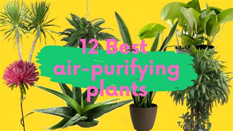 12 NASA Recommended Air Purifying Plants That You Must Have In Your