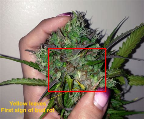 Identify Prevent And Remove Cannabis Bud Rot And Mold Reefertilizer