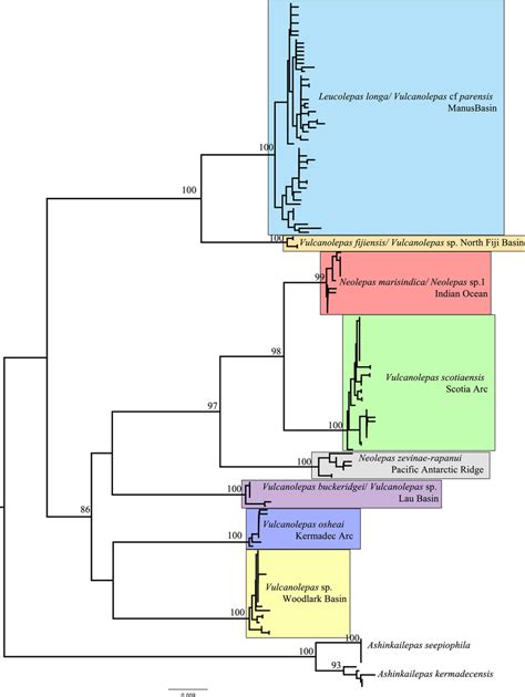 Phylogenetic Network Of The Lsvf Stalked Barnacle Phylogenetic Position