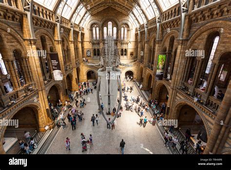 Hope The Giant Blue Whale Skeleton Balaenoptera Musculus Hanging From