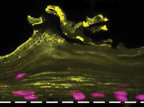 Forskere Har Skabt En Vagina Chip