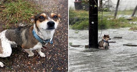 Meet Lucky The Dog Who Was Saved During Hurricane Harvey