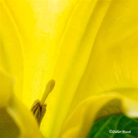 Fleur de brugmansia dans son intimité Ennery Val d Oise 09 Flickr