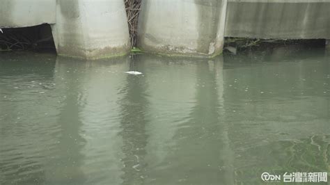 頭汴坑溪上游出現死魚 溪水汙染問題再浮現 鑫傳國際多媒體科技股份有限公司 Tdn台灣生活新聞