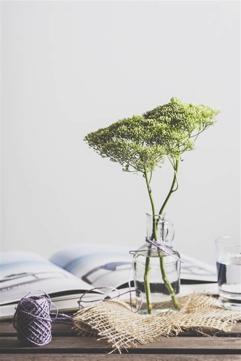 Images Gratuites Table Arbre Branche Livre Feuille Fleur Vert