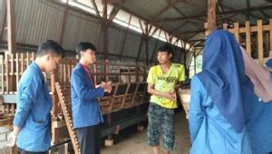 Solusi Pakan Ternak Di Desa Bluri Produksi Konsentrat Kambing Dan