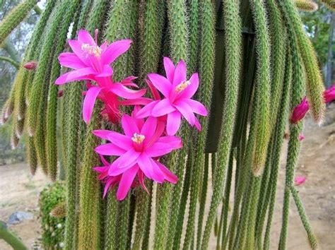 Cactus Cola De Rata Aporocactus