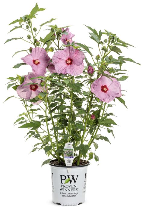 Summerific® Lilac Crush Rose Mallow Hibiscus Hybrid Proven Winners